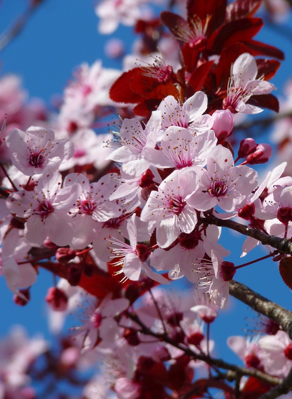 Frühling Garten - haus-und-garten-4u.de