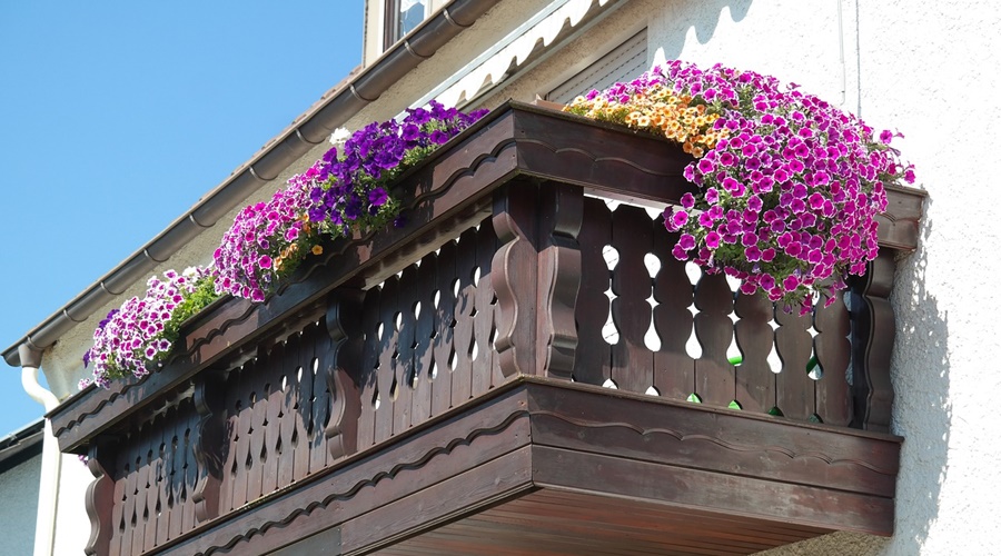Frühlingsblumen für den Garten & Balkon