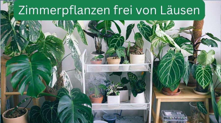 Zimmerpflanzen frei von Läusen - haus-und-garten-4u.de