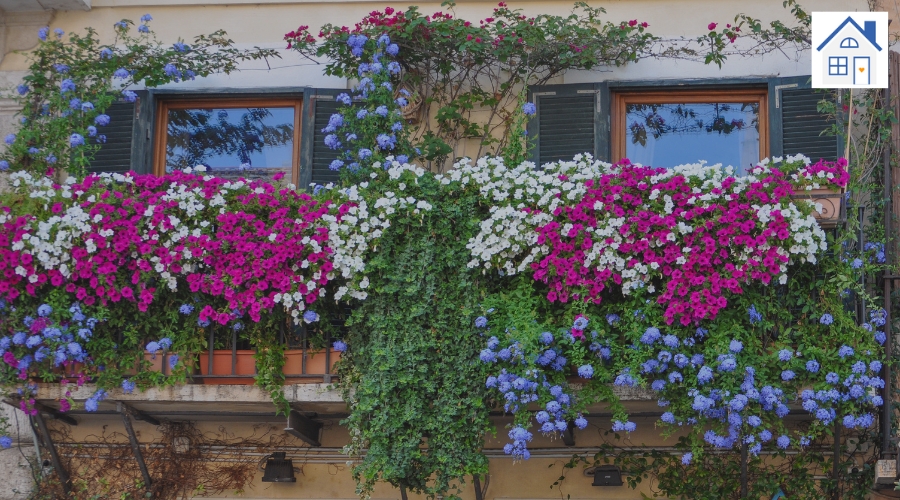 Pflanzen im Sommer für Garten und Balkon