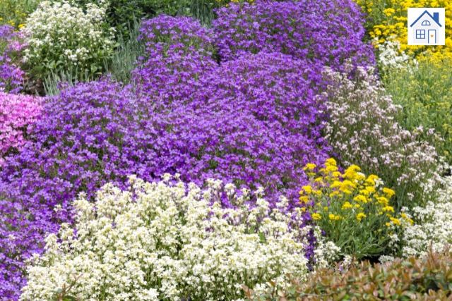 Pflanzen im Sommer für Trockenheit