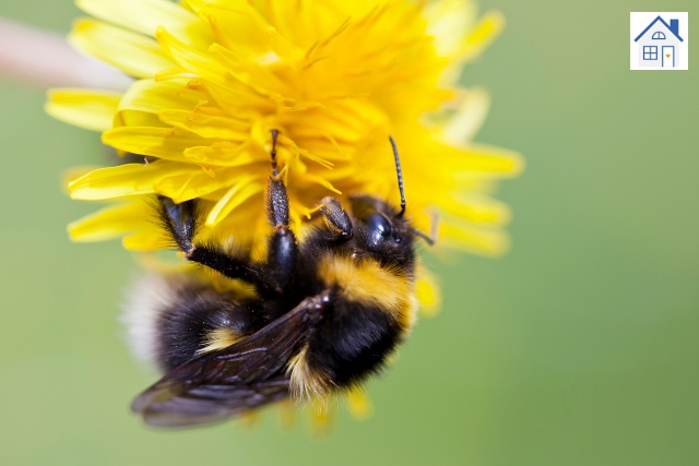 bienenfreundlichen Pflanzen auf dem Balkon