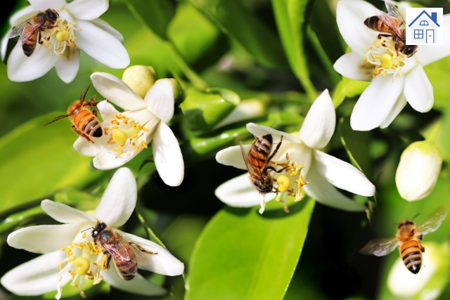 bienenfreundlichen Pflanzen im garten