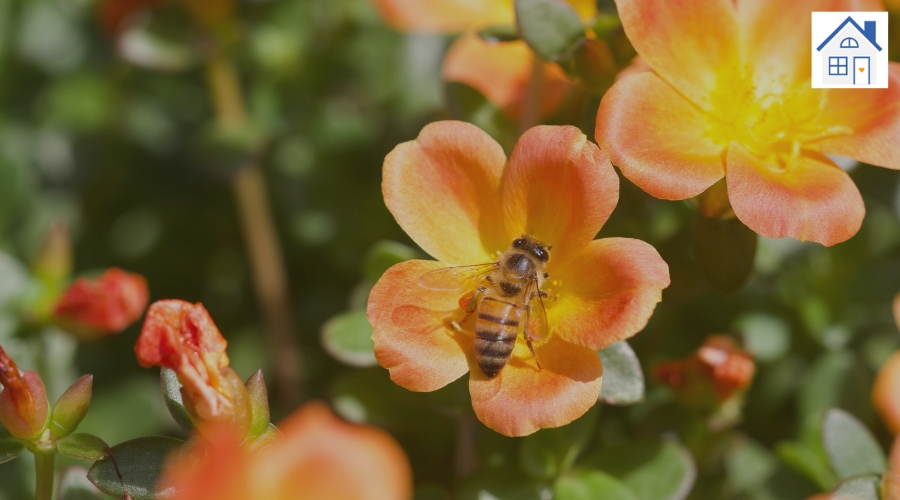 Bienenfreundliche Pflanzen – was Du darüber wissen solltest