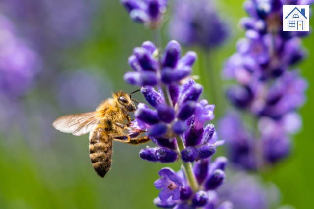 bienenfreundlichen Pflanzen