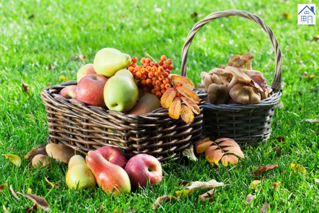 Herbst im Garten(2)