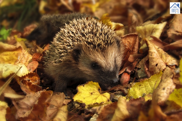 Herbst im Garten(3)