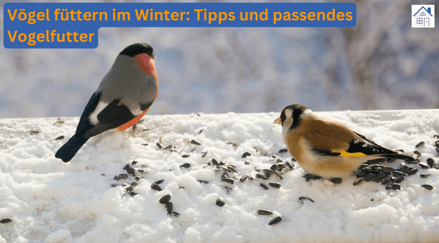 Vögel füttern im Winter: Tipps und passendes Vogelfutter